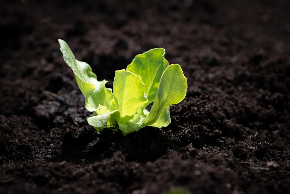 Beginner's Guide to Growing Vegetables in Small UK Gardens